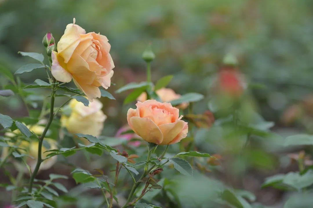 月季花泡水里多久才生根(月季花扦插后应该如何管理)